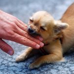 思わぬ事故を防止するために！犬の噛み癖の4つの原因と直す方法