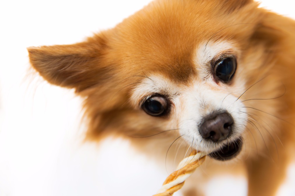 思わぬ事故を防止するために！犬の噛み癖の4つの原因と直す方法