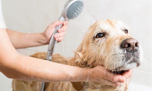 ワンちゃんも清潔に！愛犬のお風呂の入れ方の流れと注意点3つ