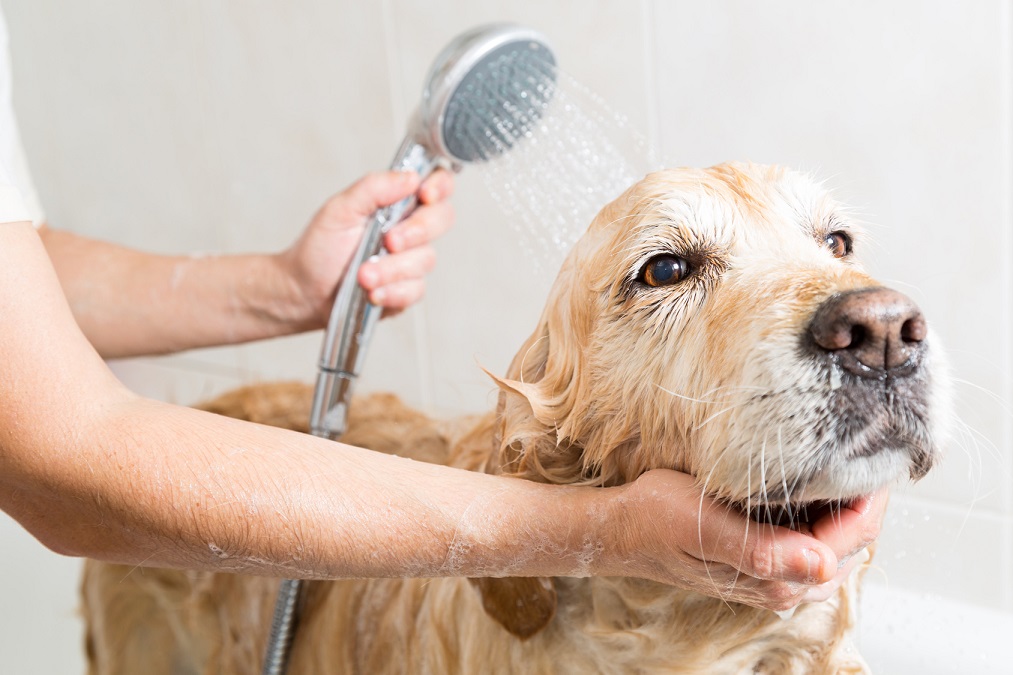 ワンちゃんも清潔に！愛犬のお風呂の入れ方の流れと注意点3つ