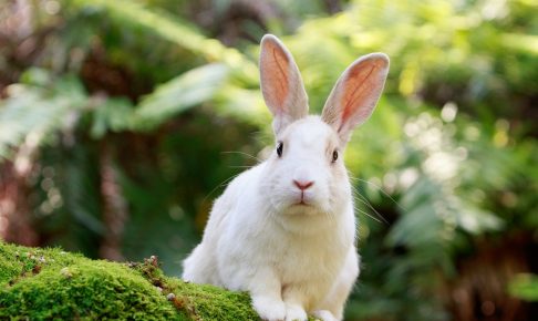 ウサギがお出迎えする「大久野島」の観光見どころスポット8選