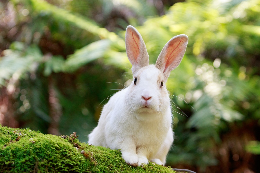 ウサギがお出迎えする「大久野島」の観光見どころスポット8選