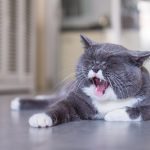 猫が甘える時に見せる5つの行動と、甘えてこない時の対処法