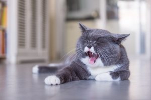 猫が甘える時に見せる5つの行動と、甘えてこない時の対処法