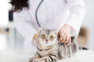 猫が誤飲しやすい危険物と、気づいた時にすべき応急処置