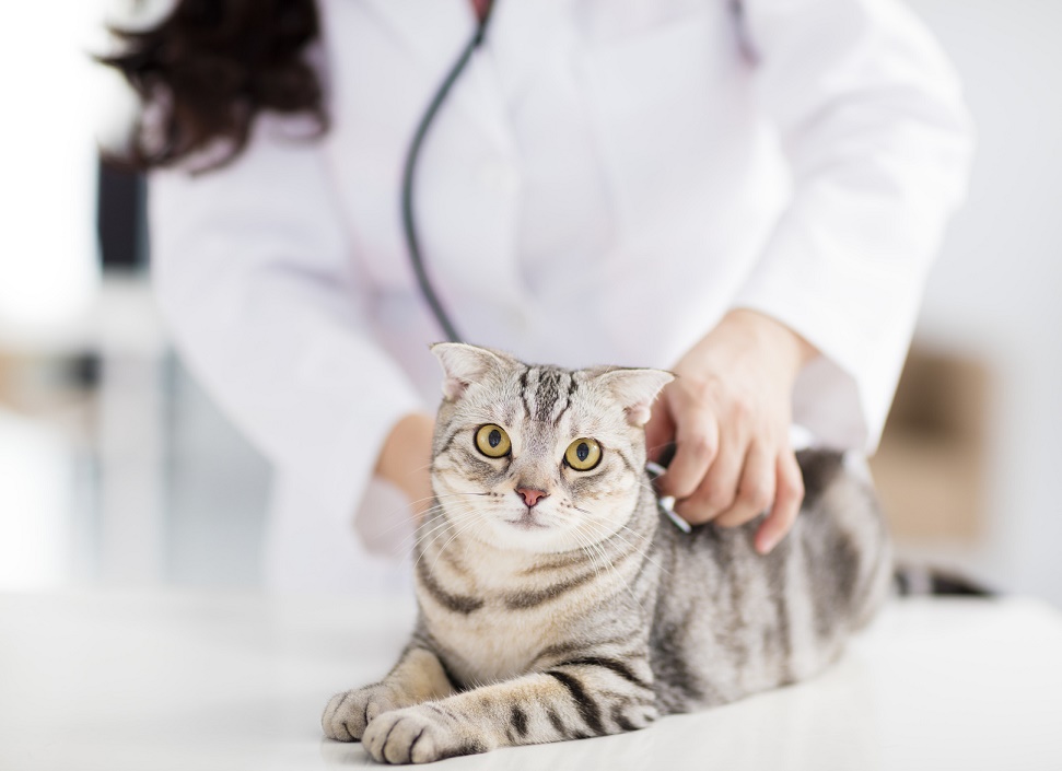 猫が誤飲しやすい危険物と、気づいた時にすべき応急処置
