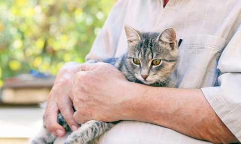 【老猫の介護】老化のサインと身の回りのお世話のポイント