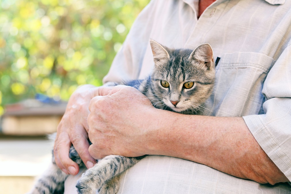 【老猫の介護】老化のサインと身の回りのお世話のポイント