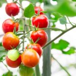 サタデープラスやあさイチで話題の健康食「トマト寒天」の作り方